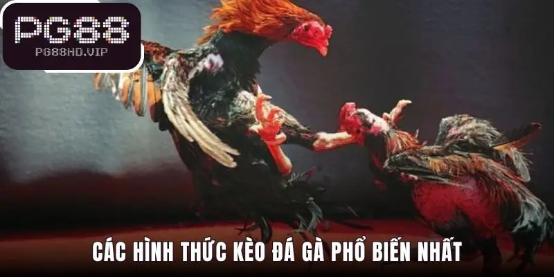 Hệ thống kèo cược đơn giản với Meron Wala và BDD