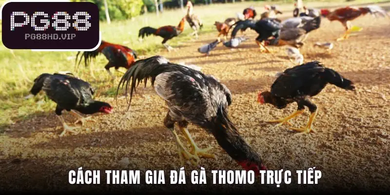 Tham gia đá gà Thomo với 4 bước đặt cược Wala88 đơn giản