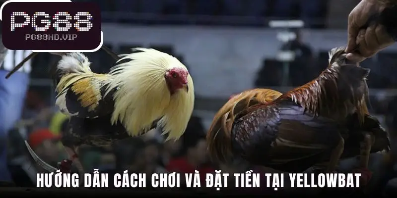 Cách chơi đơn giản với 3 kèo chính Meron Wala và BDD