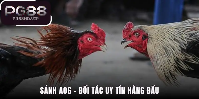 AOG là đối tác chiến lược uy tín phát sóng từ Thomo