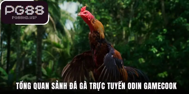 Sảnh Odin Gamecook vượt trội với livestream HD và 100+ trận đấu