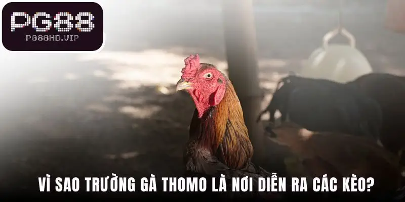 Wala88 tại trường gà Thomo đảm bảo tính minh bạch