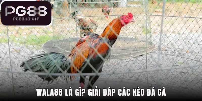 Giải đáp kèo đá gà phân biệt rõ Wala Meron và BDD