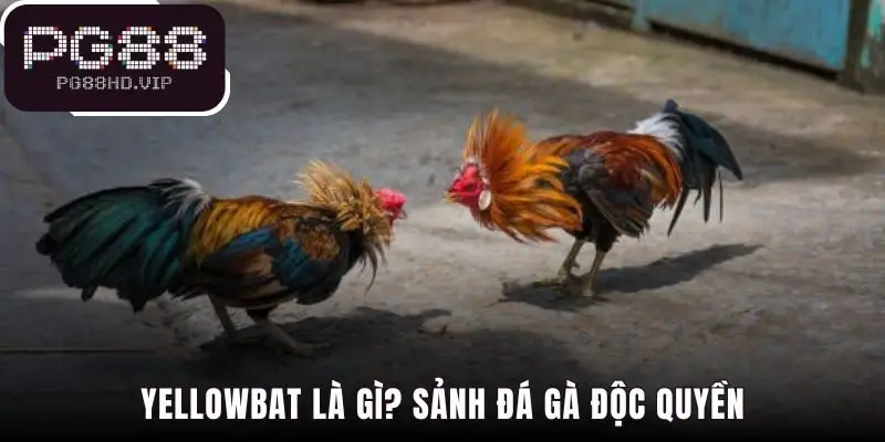 Yellowbat đối tác độc quyền đảm bảo chất lượng và minh bạch